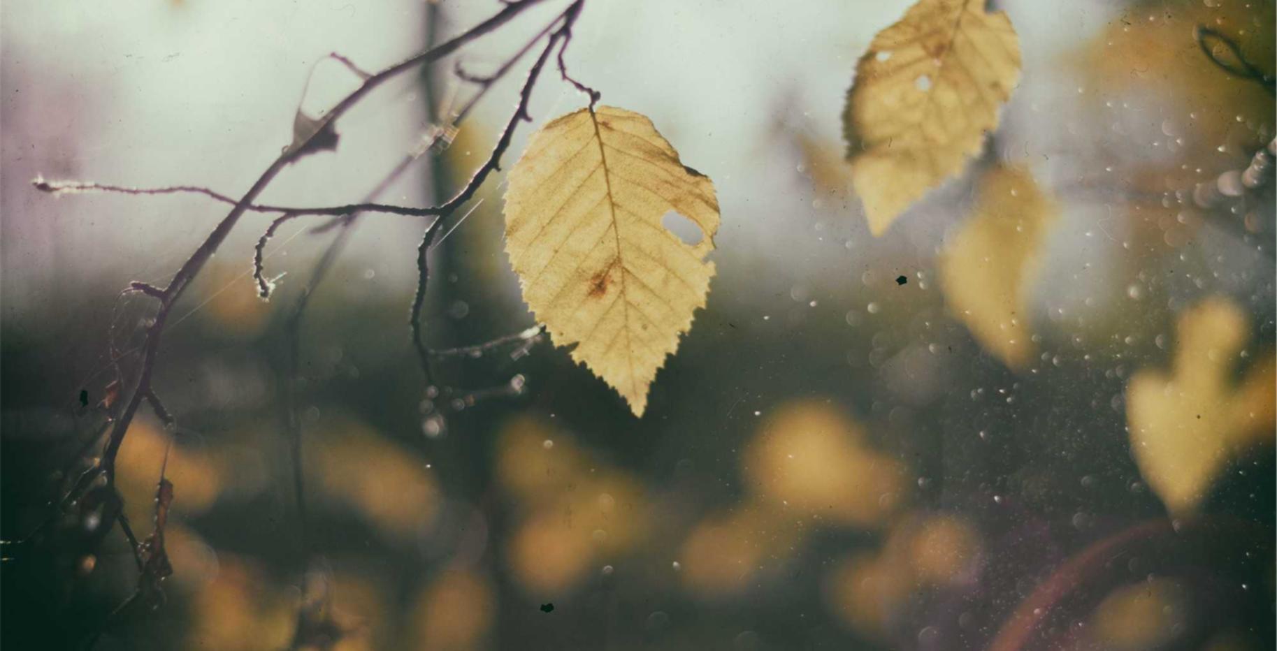 如何优化你的网站以获得更高的排名？