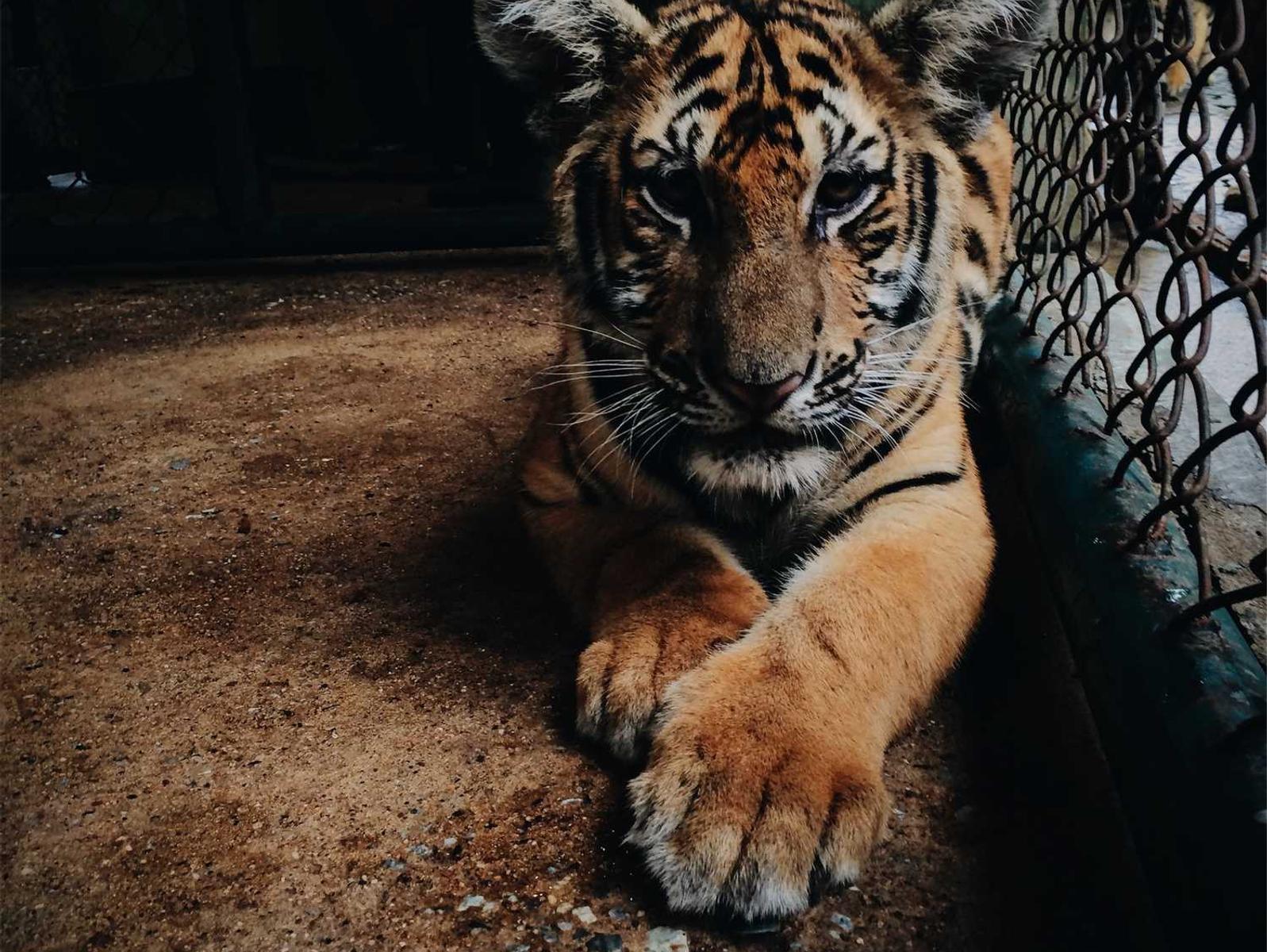 自由幻想手游：电视 app 详情下载教程