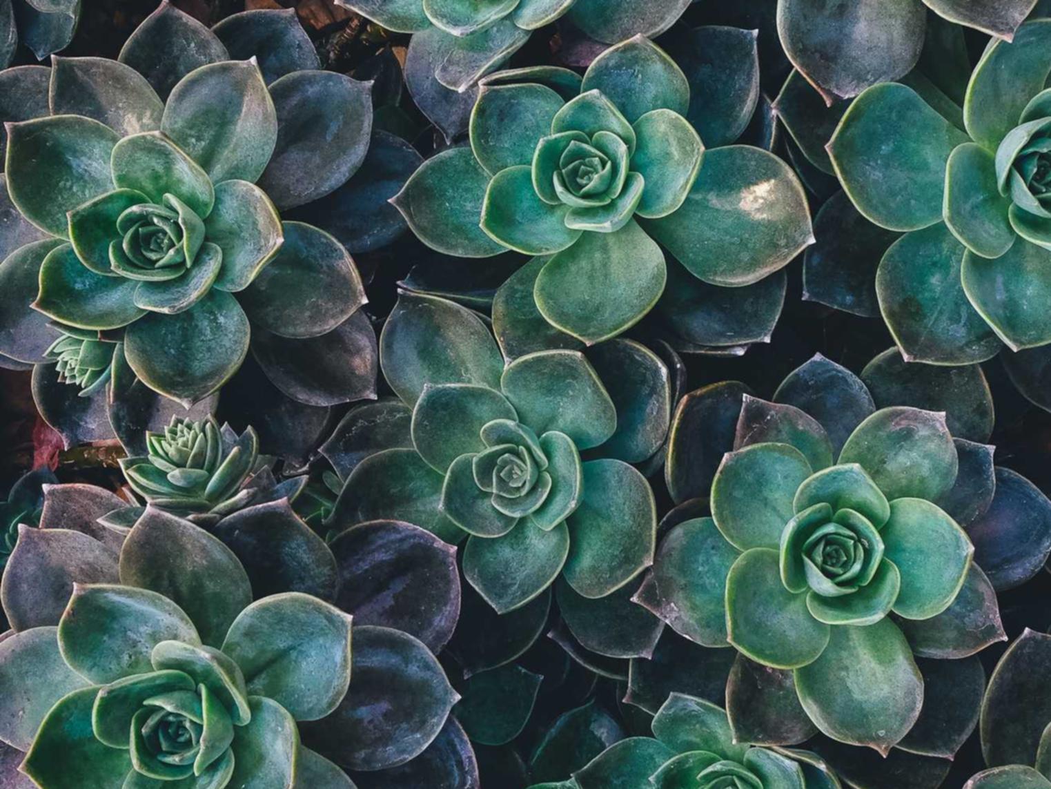 ORIS豪利时纽约:详情下载教程bt app