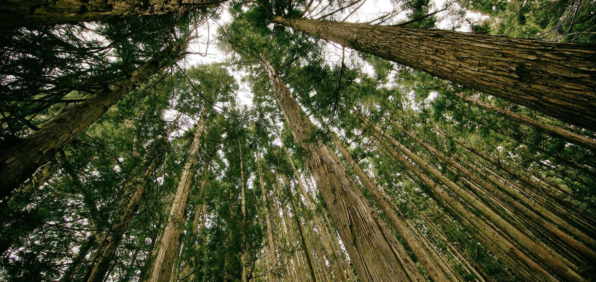 雪鹰领主辅助- 食品网注册代理商