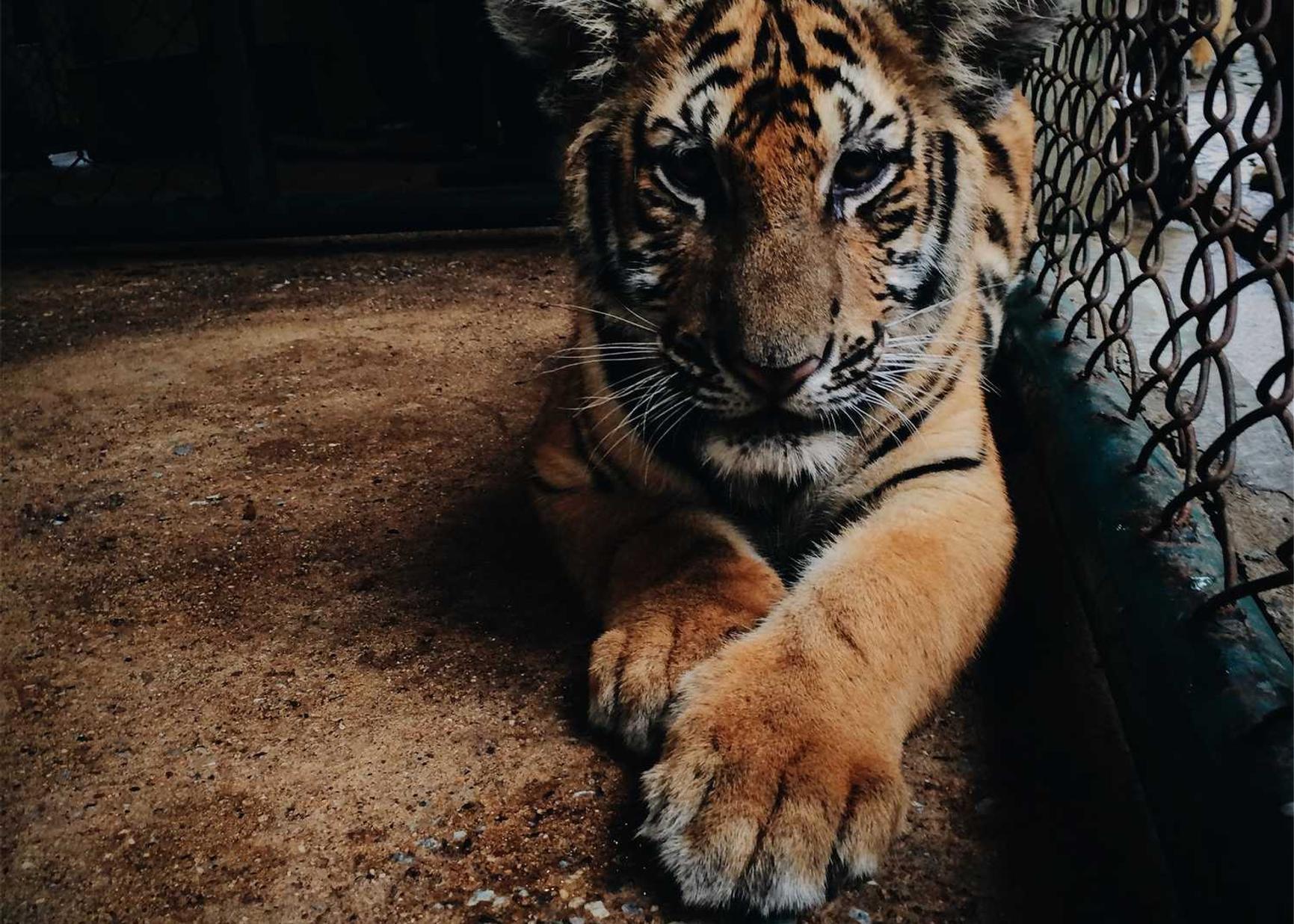 多利电子材料购买平台