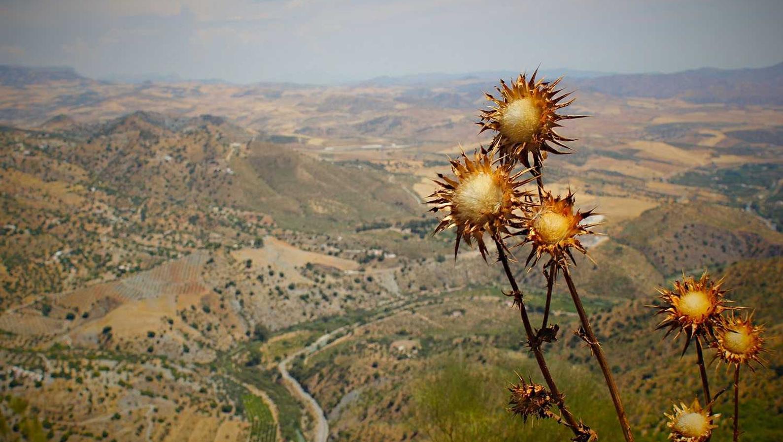 DDOS攻击|贵州干豇豆购买推荐平台