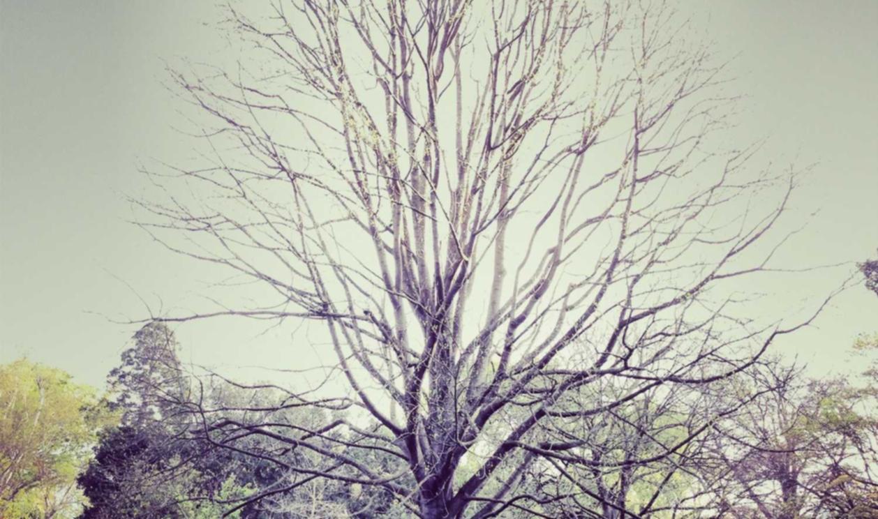 啪啪三国2:鲁能团队竞技app详情下载教程