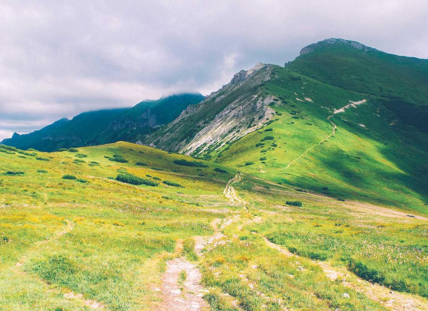 微信号新号白号:张掖宠物购买平台