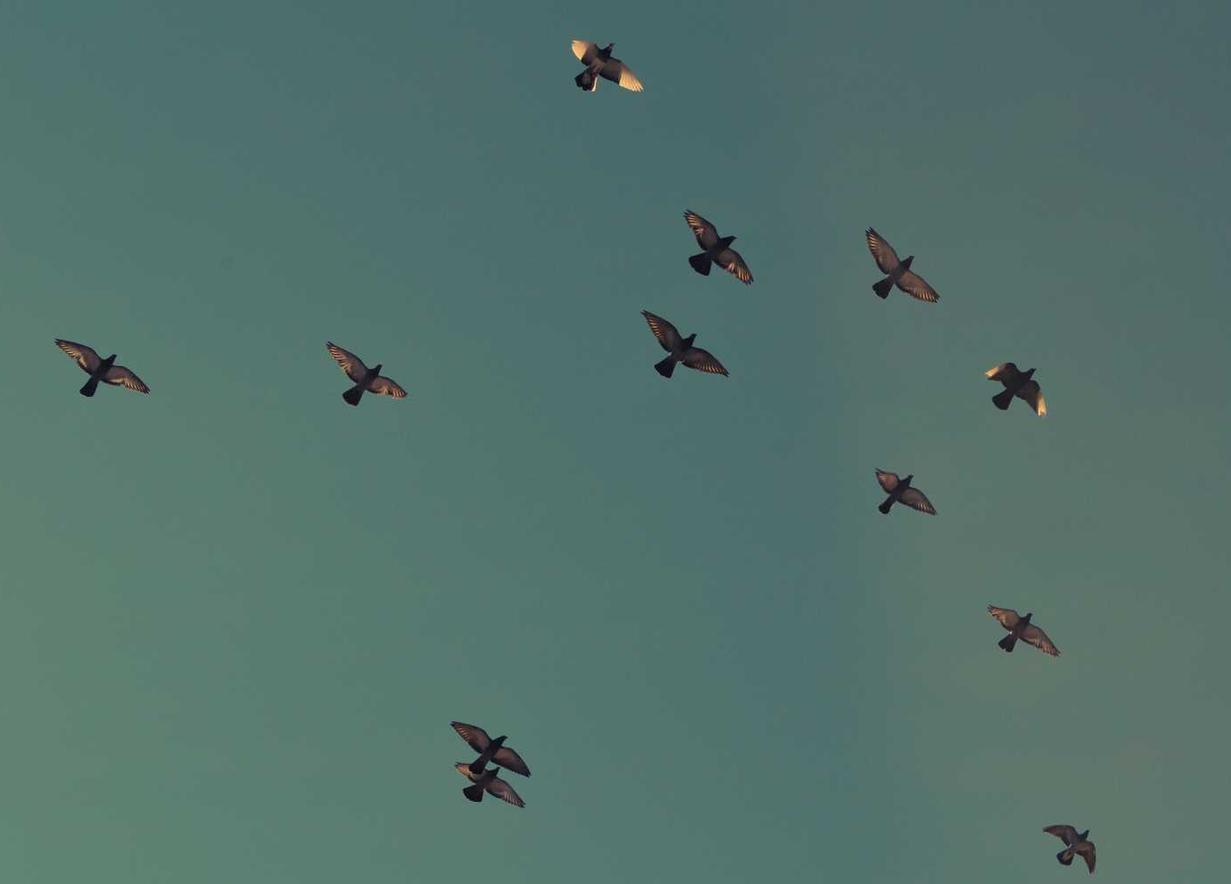 详情下载教程app厨房