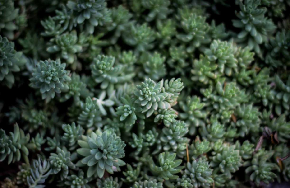 soul实名账号:流量卡和网络慈善的关系